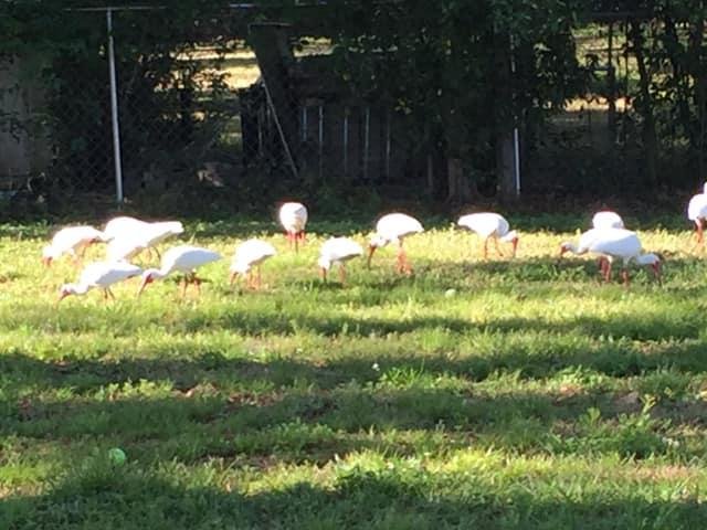 No owlets yet (should be hatching any day now) but in the meantime we have an overstock of ibises!