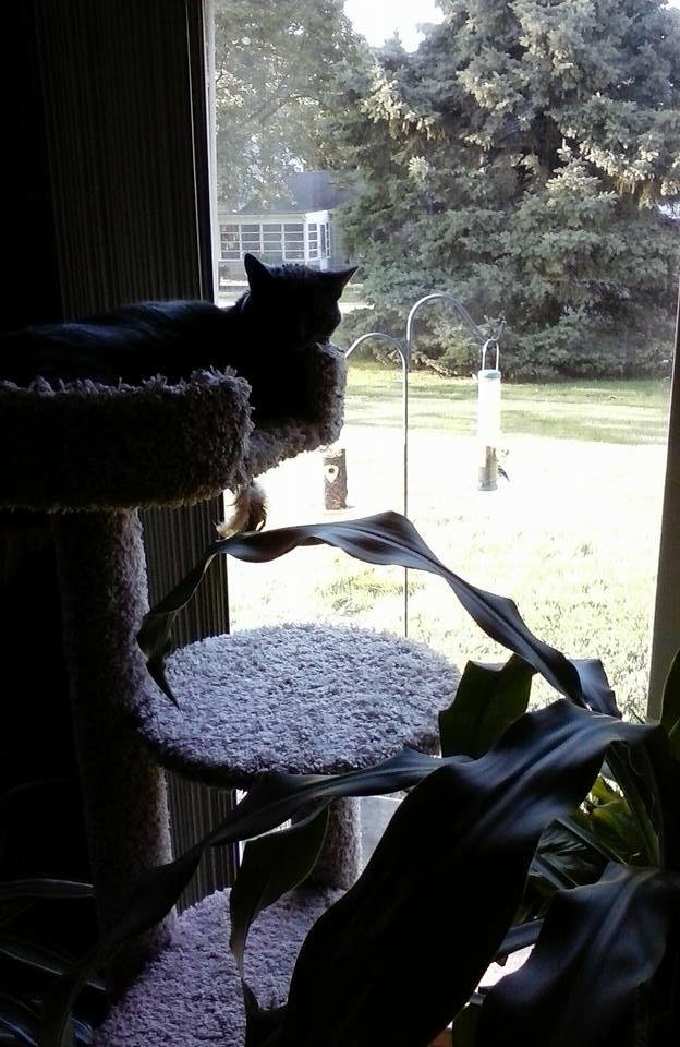 Allison Parkes' album, Mobile Uploads