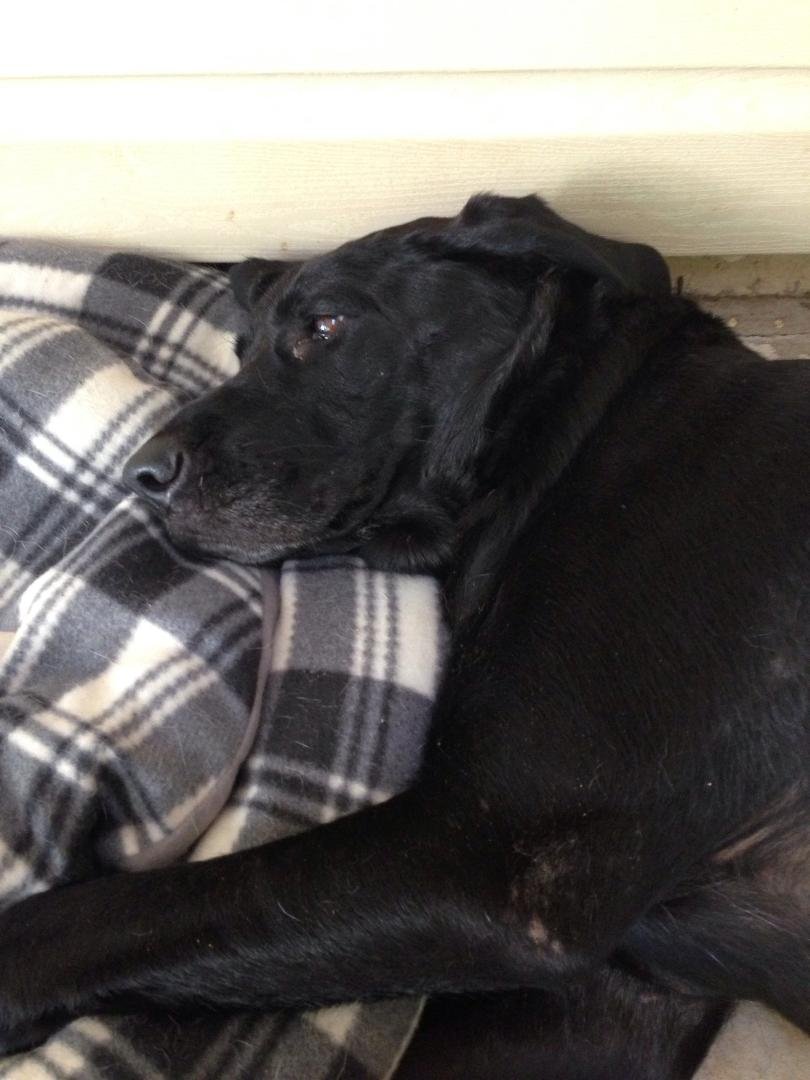 This sweet girl found on 19/41 in Hampton, north of raceway. She recently had pups but had a leash around her neck so we thought she had possibly gotten loose during storm. Got her fixed up but really hoping to find owner