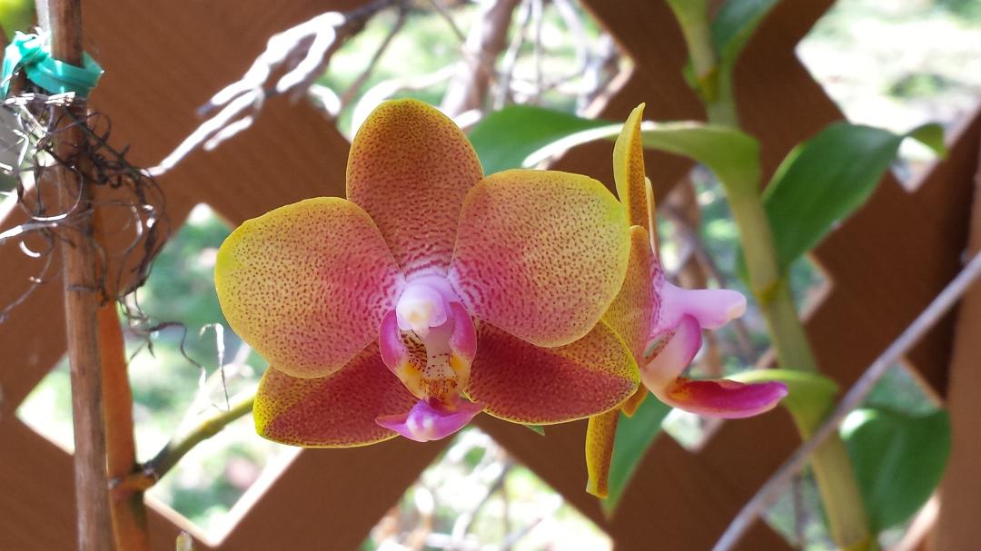 Orchids in bloom.