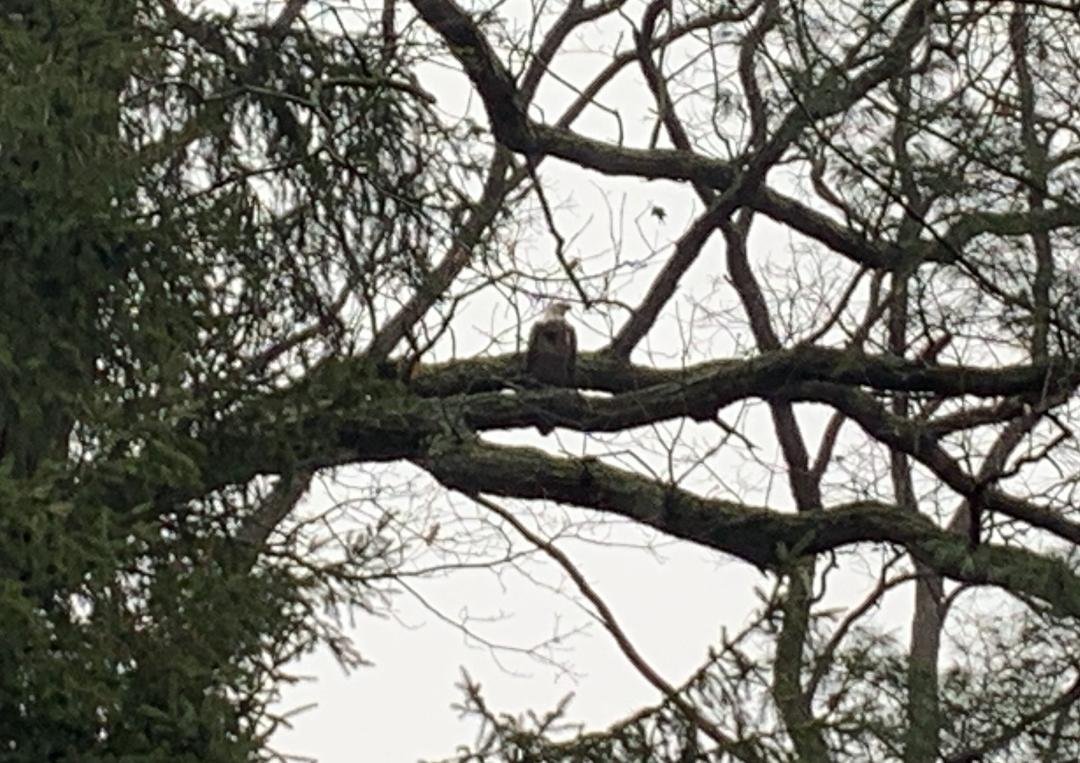 This Bald Eagle has been in my backyard for about five hours, fun to look up and see.