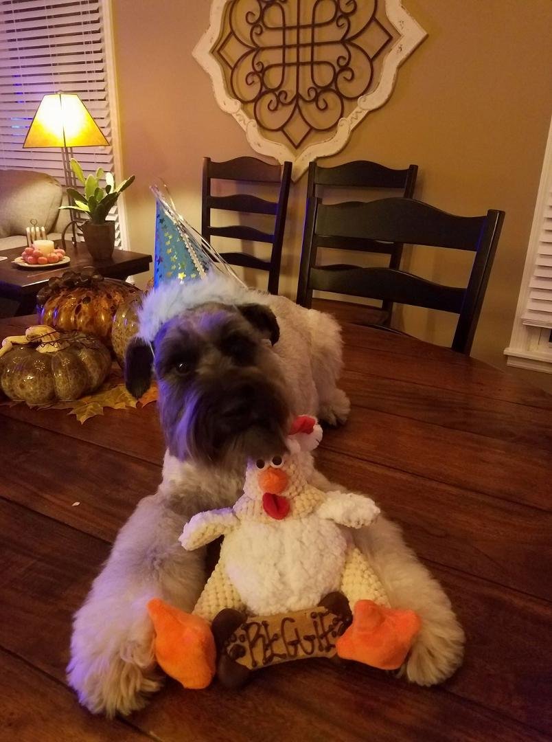 Happy Birthday to our Reggie, 2 years old today. As you can see he is beside himself with excitement & can't wait to celebrate.🤣🤣