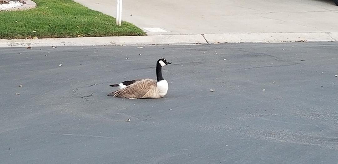 The geese here think the road is theirs.