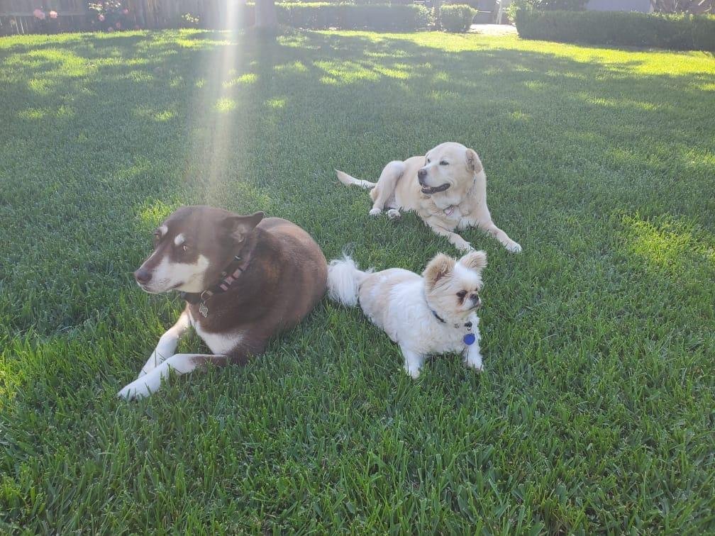 It's a dogs life!