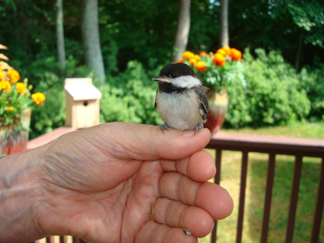 Black capped Chickadee