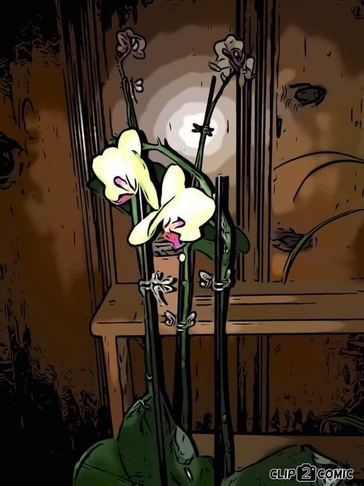 My Orchids while in bloom.