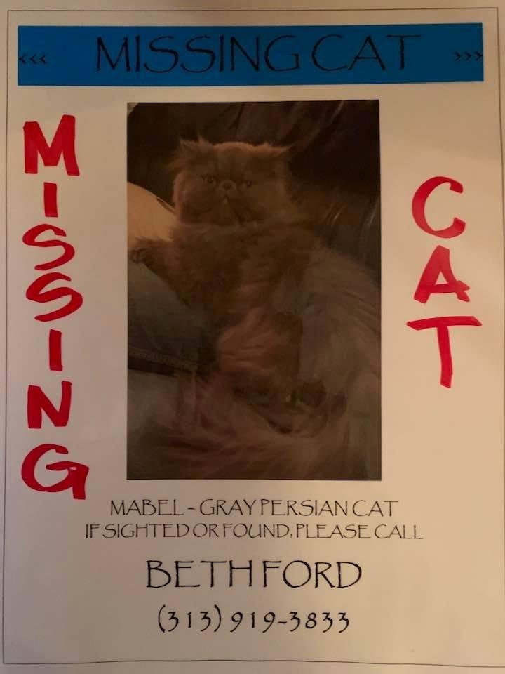 Hey Lewiston friends! Our cat escaped this weekend. If you see a gray Persian cat who looks like she’s in a fowl mood, please call me (313) 919-3833 or stop by 3398 Channel drive (near the marina.)