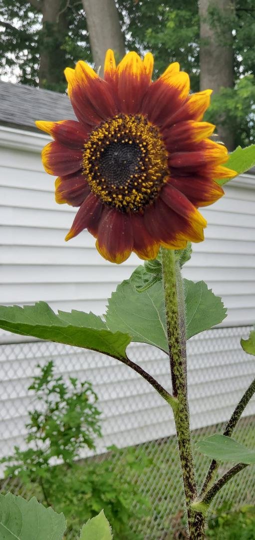 Good morning!! First sunflower has bloomed!!🌻🌻