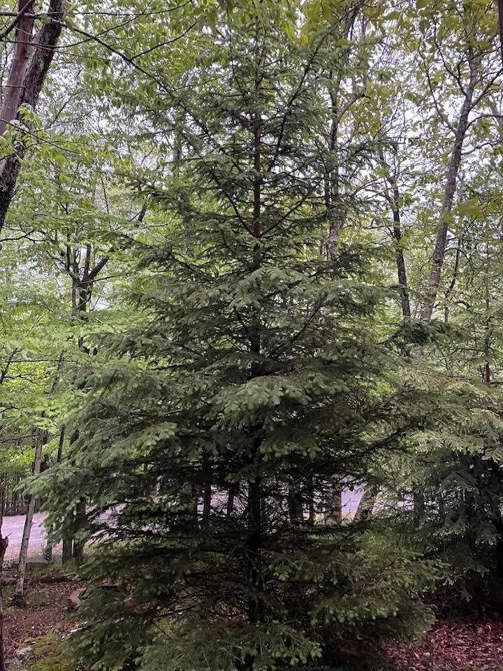 Third day of welcome rain on Beech Mountain NC where Eagles Soar in our High Country …