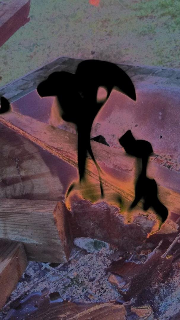Hammer head dogs what do you see