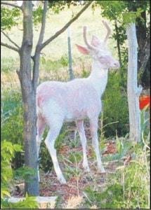 Canon Citys albino fawn is turning into a handsome buck.so neet.