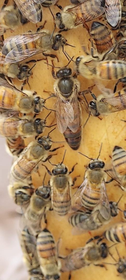 One of my best shots and she is a beauty! I love her coloring very unique. Look how different she is compared to her daughters. A great day in the apiary at Segerstrom Hill Honey. #jensenbeach