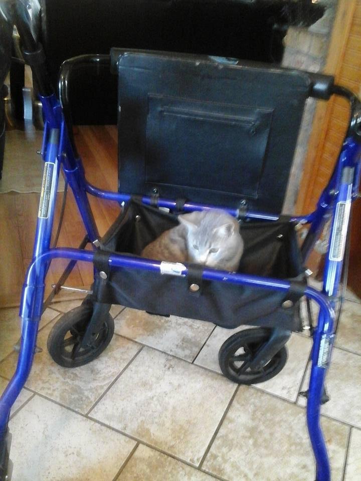 Matthew has taken over myv walker