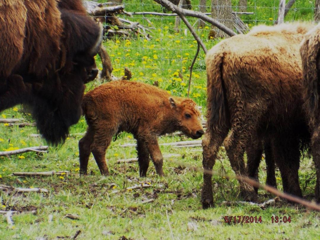 First American Bison (Buffalo) born in Yates County in over 150 years.