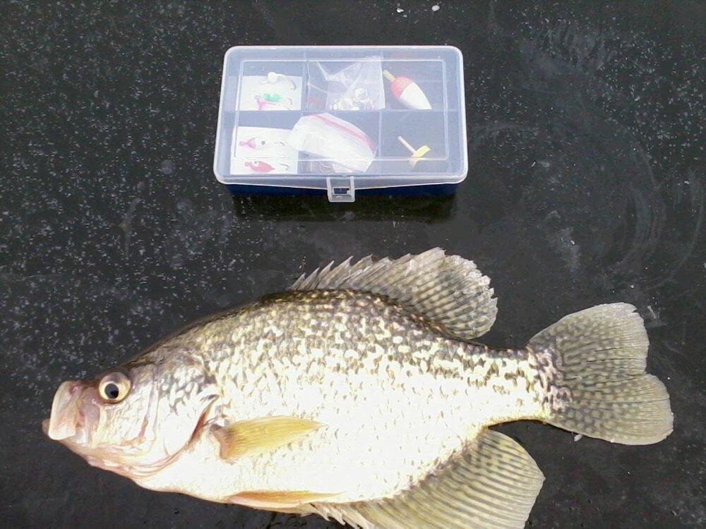 crappie 12 in. 1/11/11 thou the ice