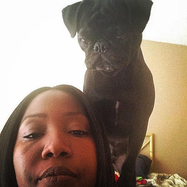 Someone thinks he rules the roost! #pugnacious #pugnation #getoffmyhead #youaintallthat #thatsmybabyboy