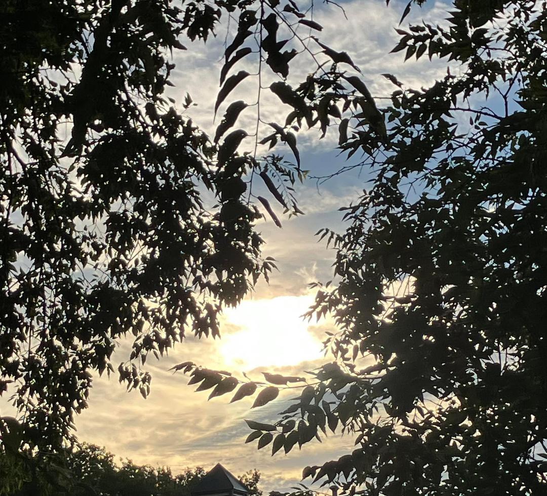 Summer sunrise, over the rooftops.
“And they heard the sound of the Lord God walking in the garden in the cool of the day…”
(Genesis 3:8)