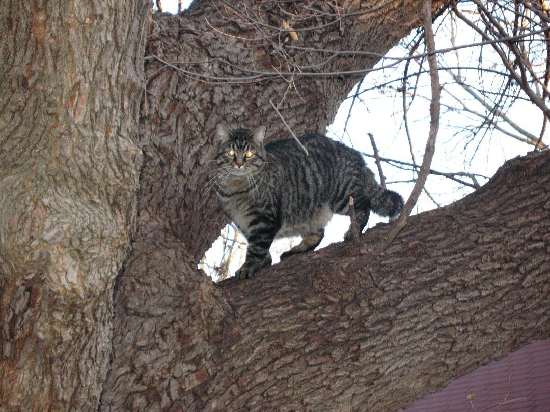 This a photo of Loretta, my "new" cat. Doesn't she look like she's about to drop a litter? She's on a diet now.