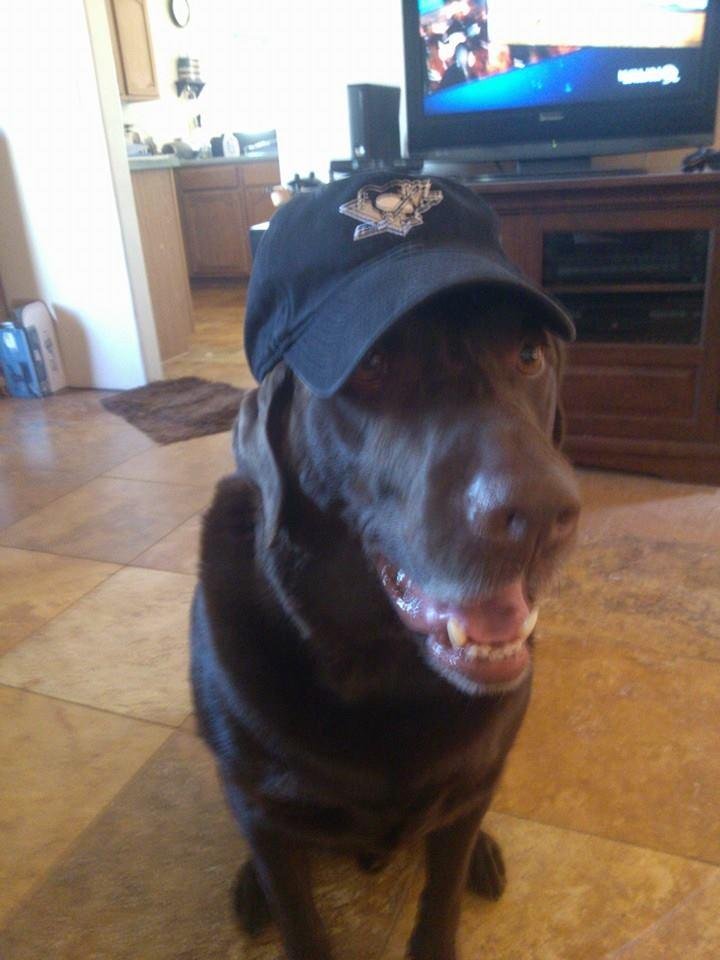 my dog is a fan