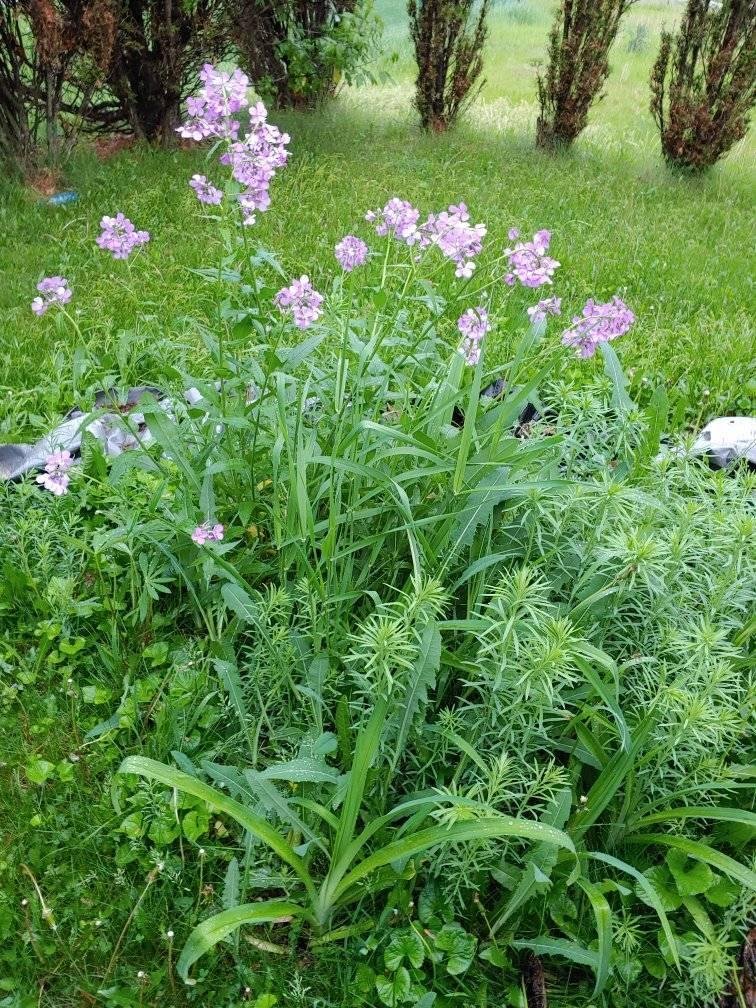 The wild flowers are back.