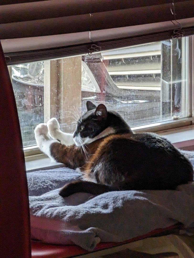 Cats are so strange. (Roommate's cat.) LOL