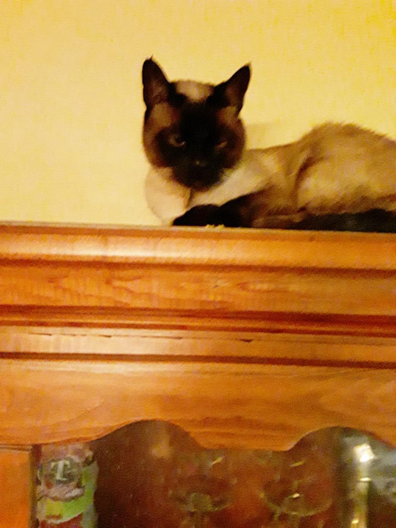 Haven't seen Bosco for over an hour should have known guarding the liquor cabinet. That's my boy!