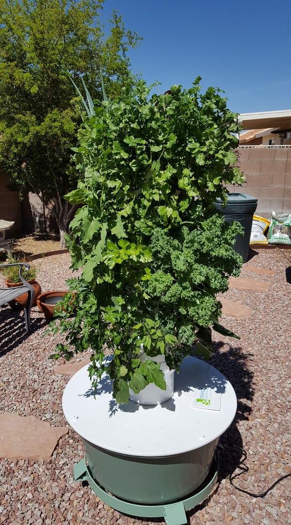 Loving my Tower Garden!
Ready to harvest for My Salad in a Jar Party
Saturday March 25