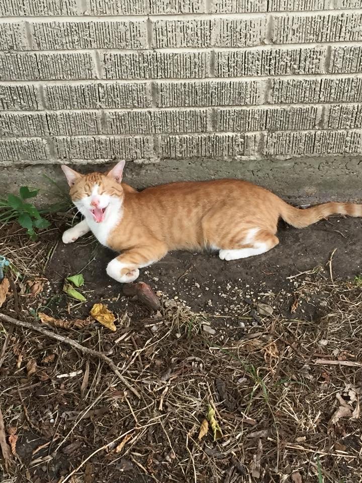 Trump, our adoptive cat trying to stay out of the 110 degree heat.