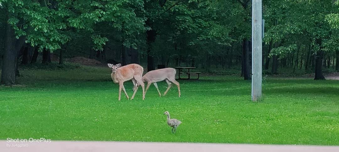 Daniel Reeves' album, Mobile Uploads