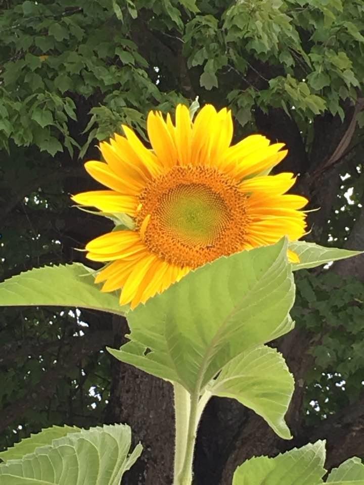 👵🏻👦🏻🌻
