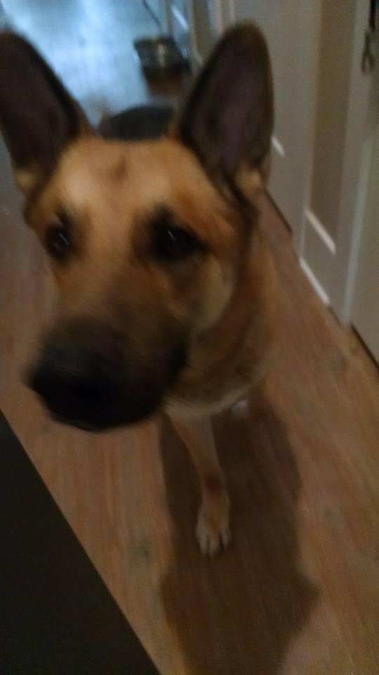 Another dog I walk, a German Shepherd puppy! He came to the door to say goodbye...lol