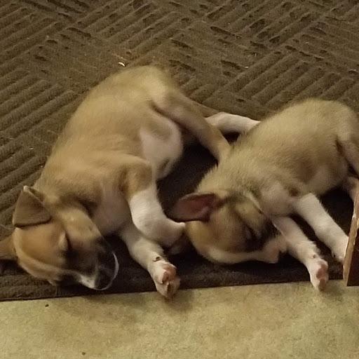 The new puppies Charlie & Sadie