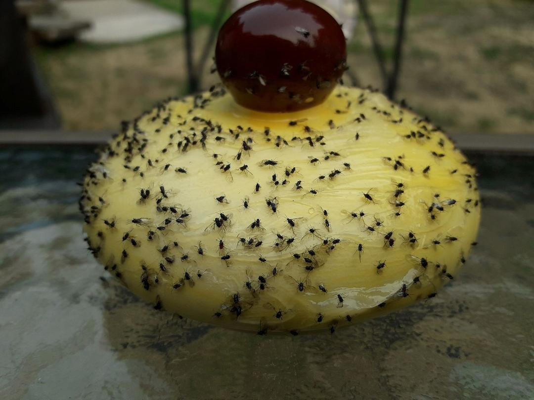 This is how you catch aphids