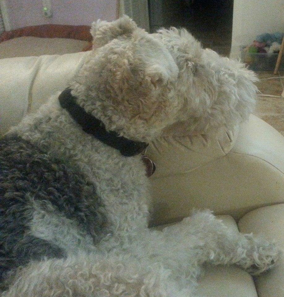 Emery watching Dogs in the City. Low grumbling sounds. :-D