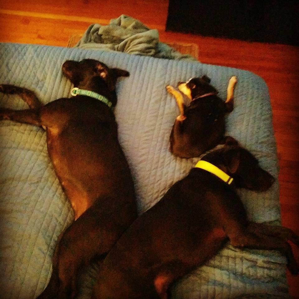 My 3 babies on my bed. Bed hogs.