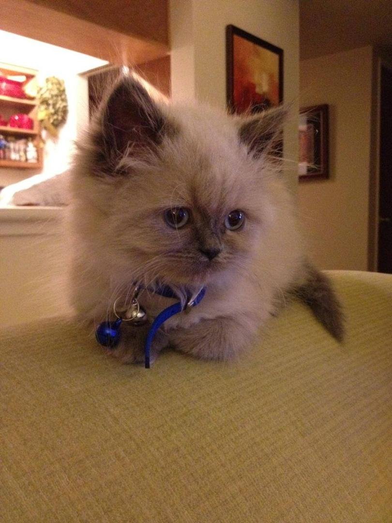 Wednesday Oct 1st marks the first birthday of His Royal Highness, The Little King Tikoniko, Ruler of Frangiola. All hail the little king and long may he reign. He is a delightful little guy and I just love him to pieces.