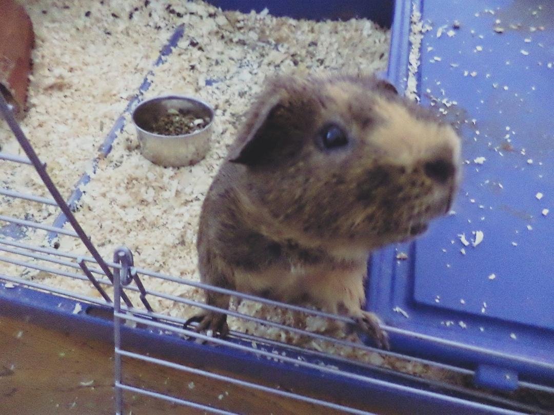 hamlet may 2012 to april 27 2016 you will be missed little guy