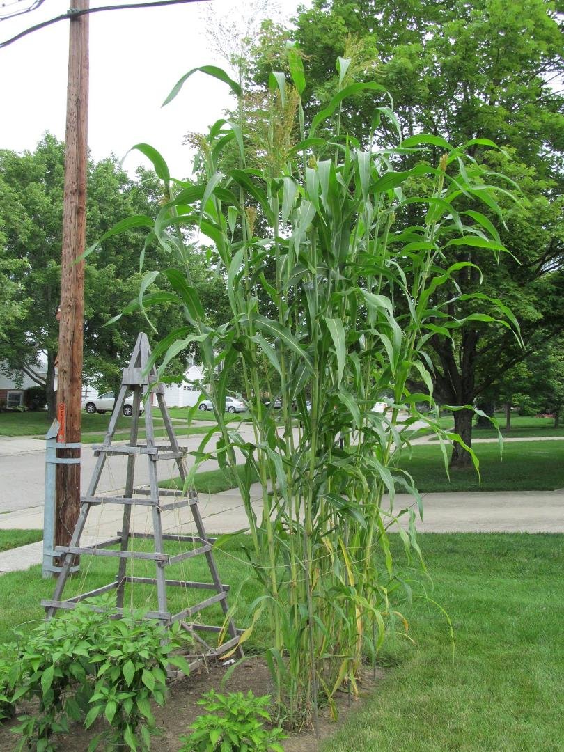 This is called 'broom corn' and is about 12 feet tall! Wedding decorations! :)