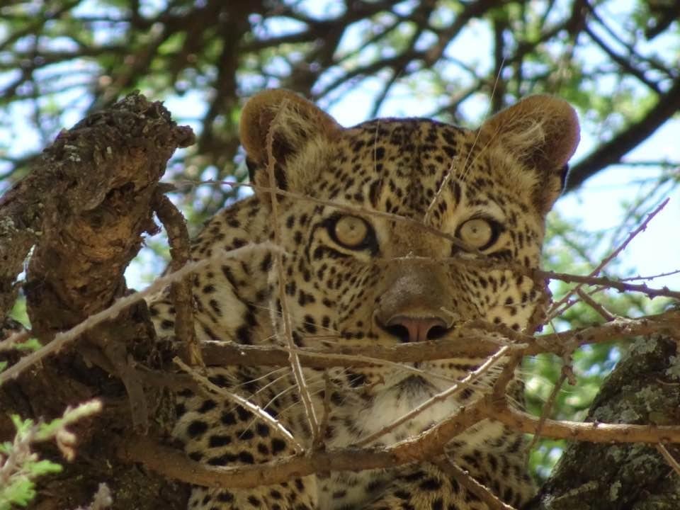 A picture Kerry took with her little camera when we were in Africa