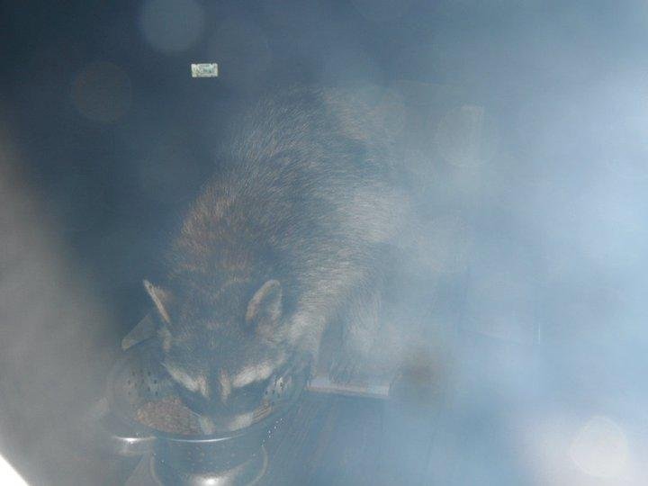 Susan Logan's album, coons and spider
