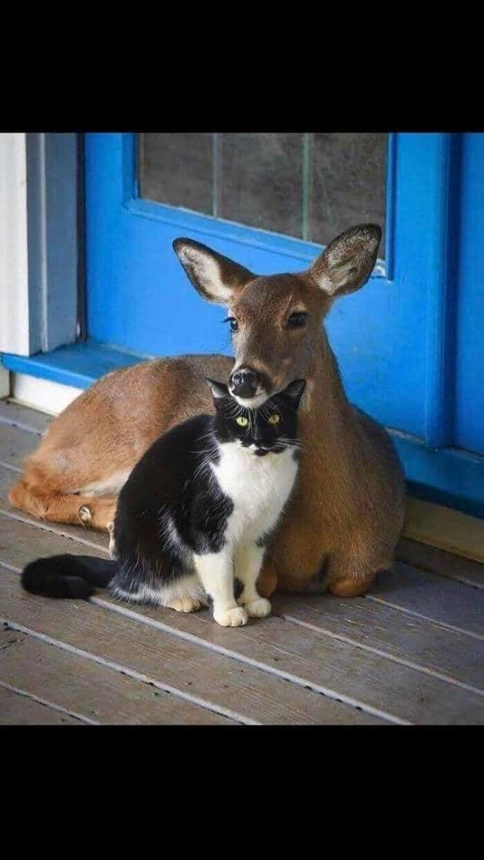 Here some cuteness to lighten your day!