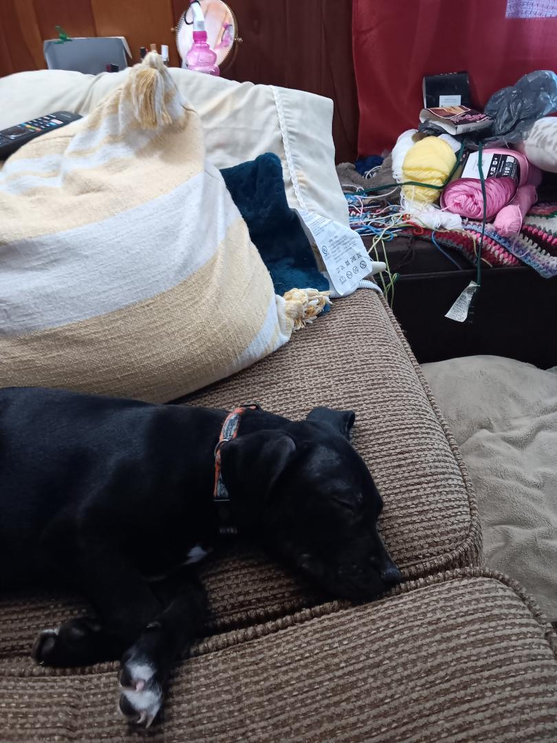 Look who just joined our little family. His name is Harley. What do you think?