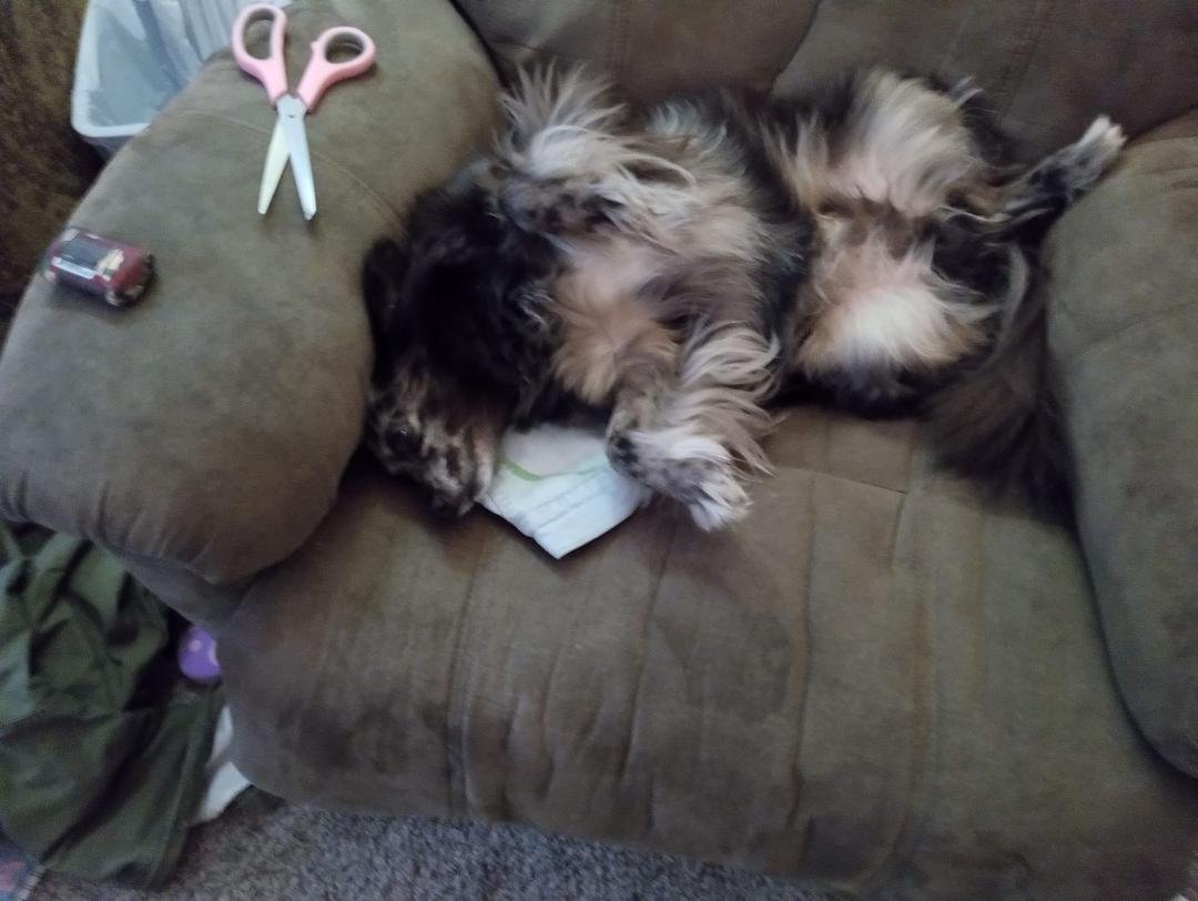 Locked out the living room this morning and this is what I saw! Can you figure out who rules the roost? Lol! around here