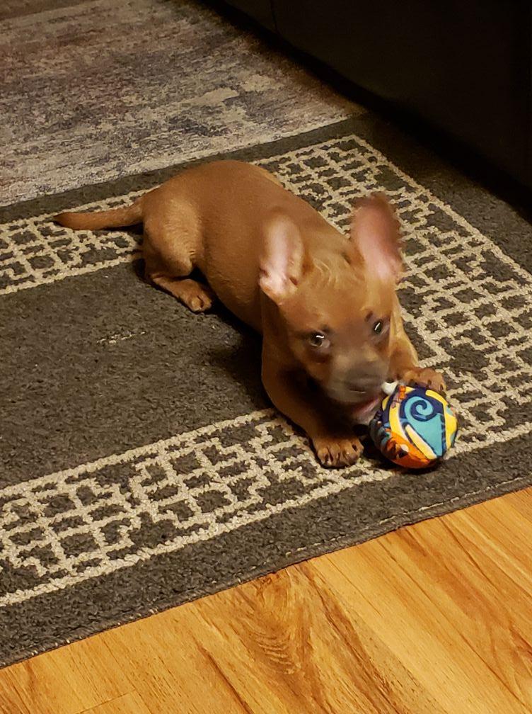 Meet Louie, he's a 3 month old Chihauhau mix. I adopted him from The Irvine Shelter. Warning, warning thete's puppy in the house....with Toys!!