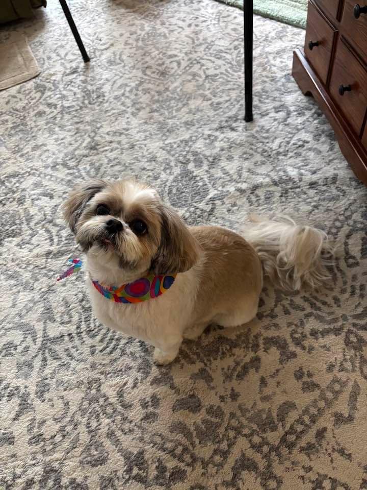 My beautiful girl. Just came from the spa! She KNOWS she’s good look’in!