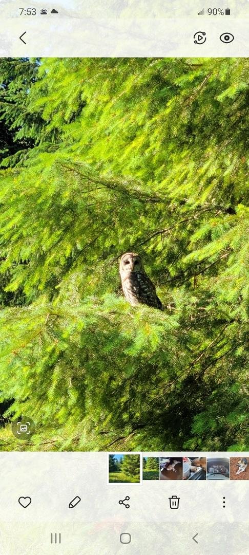 Here is my owl He won't come to me like some peoples 'pet owl ' does but I guess I'm not near as sweet !