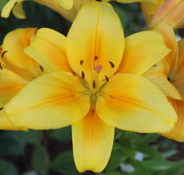 Going Bananas Daylily