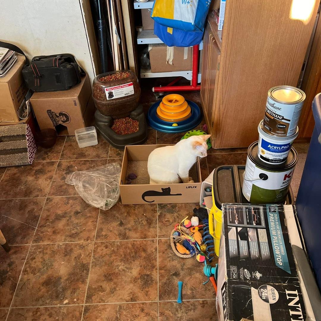 Sheryl is constantly throwing out the poor kitties boxes. So I found this box on the internet. It has five of those scratch pads for the bottom. And two holes you can put paws through to attack! They ALL love it and Sheryl