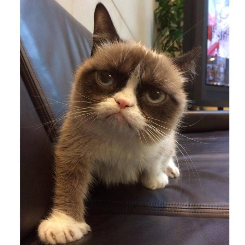I finally found a stuffed animal of Grumpy Cat!