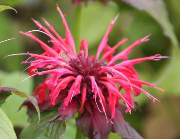 My intention is to fill up Facebook with flowers to break the saturation of negative images and videos. If you like this post, I will choose a flower for you.